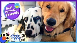 Guess Where This Jealous Dog's Mom Finds Him Sleeping! | Best Animal Friends | Dodo Kids
