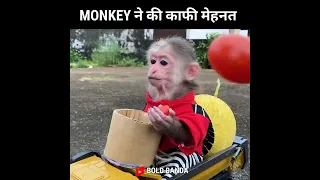 MONKEY ने की काफी मेहनत | Funny Video #shorts