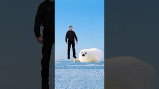 🤔HOW TO SURVIVE AN ATTACK BY A BABY SEAL🦭