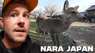 A ONCE IN A LIFETIME EXPERIENCE FEEDING THE DEER IN NARA JAPAN