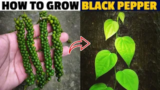 How To Grow Black Pepper From Seed (piper nigrum)|Grow Pepper At Home|Kali Mirch Ghar Pe Kaise Ugaye