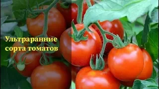 Ультраранние скороспелые сорта томатов|Это вкусно..