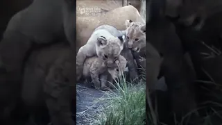 Cute Smaller Lion Cubs (Funny and Cute Animal Cubs Videos)