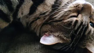 Purring, Yawning Bengal