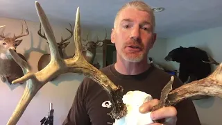 How Do Deer Antlers Grow?