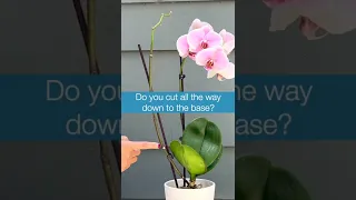 Orchid Stem Trimming #shorts