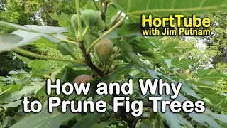 How and Why to Prune Fig Trees