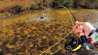 Fly Fishing NC’s Premiere Trout River (I Hooked my PB!)