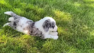 Meet Raina: Our Playful Miniature Sheepadoodle