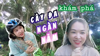 [28] Khám phá Cây đa ngàn năm ở bán đảo Sơn Trà, phát hiện đồng cỏ lau trắng đang nở rộ đẹp mê mẩn