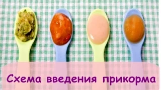 СХЕМА ВВЕДЕНИЯ ПРИКОРМА