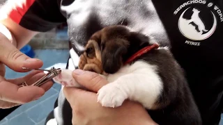 How to trim the nails of the puppies