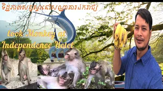 Eps5.Sihanoukville 2022 ,Travel Tour to look Monkey at Independence Hotel ,ទិដ្ឋភាពសត្វស្វានៅឯករាជ្យ