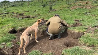 Ferreting 130 hole warren in the dales