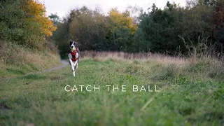 Catch The Ball - Nikon Z6ii Video Test