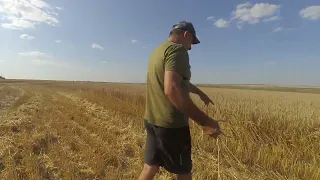 Шок! Від пшениці   по NO-TILL  без добрив!