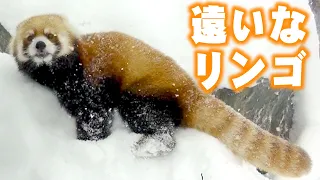 【円山動物園のレッサーパンダ】遠いなリンゴ（セイタ）　December 15 , 2014　Red Panda SEITA at Maruyama Zoo