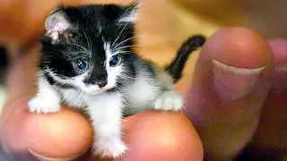 20 Smallest Cat Breeds In The World