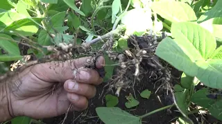 06.07.18 Клубеньковые бактерии на сое.