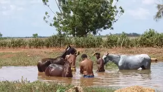 jorge guerrero. al cafe y a los caballos.