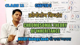 क्रोमोसोम सिद्धांत (chromosomal theory of inheritance)biology @bionama