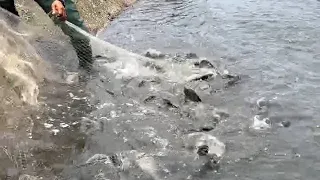 Survival Fishing : Amazing fishing! a lot of catch catfish in River  water catch by Net and hand