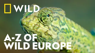 The A-Z Of Wild Europe | Wild Europe | National Geographic WILD UK