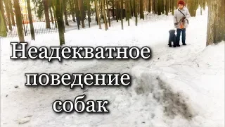 Неадекватное поведение собак