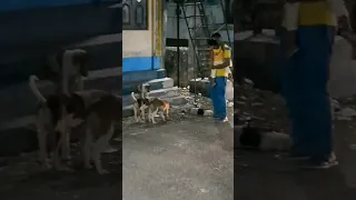 Love For Street Dogs ❤ #shorts #youtubeshorts #trending #viral #ytshorts #dog #animals #subscribe
