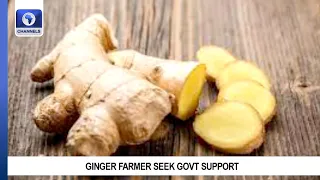 Ginger Blight Epidemic: Nigeria's Position Threatened, Govt Urges Farmers To Try Crop Rotation