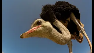 Robot Spy Ostrich Chick Joins Real Chicks in Nest