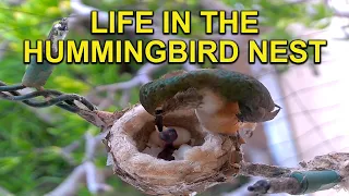 Mother Allen’s Hummingbird Nest: Only One Egg Hatches