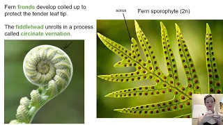 SVPs: Ferns and Horsetails