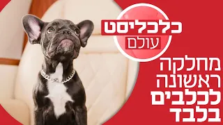 טיסת מחלקה ראשונה לכלב: $6,000 לכיוון