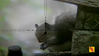 Pest Control with Air Rifles - Squirrel Shooting - An Inside Job?