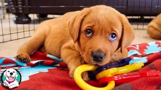 THE CUTEST LABRADOR VIDEOS OF 2020!!