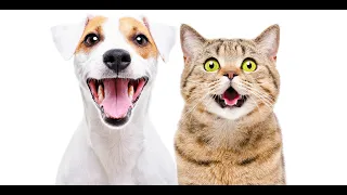 Funniest Pranks On Dogs & Cats #1 TRY NOT TO LAUGH - cuddlebuddies