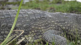 Crocodile Sunbathing 1