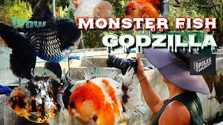 Great Monster Goldfish 괴물 금붕어 고질라 ( 태국 쇼군 농장에서 금붕어 선별 ) Goldfish movie 🎥 #monsterfish #monster