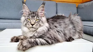 Meet Dexter - A New Maine Coon Kitten in the House!