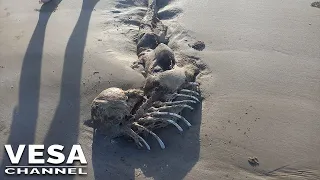 Mysterious corpse washed up on beach and some people believe it is a mermaid