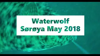 Fishing Norway - Waterwolf strikes and bites Söröya Sørøya 2018, big halibut