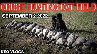 Hunting Geese On A Cut Oat Field