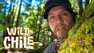 Wild Chile - Capítulo 8 | País Salvaje 🐾🐯