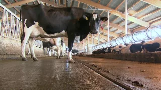 GEA Dairy Farming - GEA Stallausrüstung: Technik zum Wohlfühlen