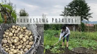 Harvesting Potatoes|| village Life|| Ziro|| Arunacha Pradesh #farming  #vlog