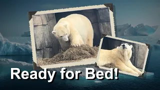 Polar bear is very particular when making her bed of hay!