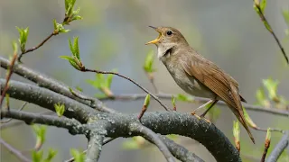 Пение соловья в природе.The singing of the Nightingale in nature.