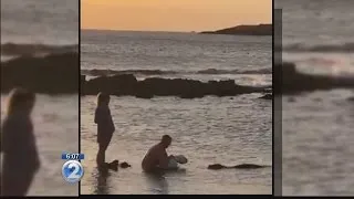 Wildlife officials investigate video of man holding dog near monk seal