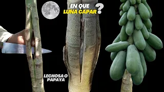 En que Luna Capar un árbol de Papaya o Lechosa